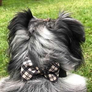 Meet your Posher, Kerri-anne